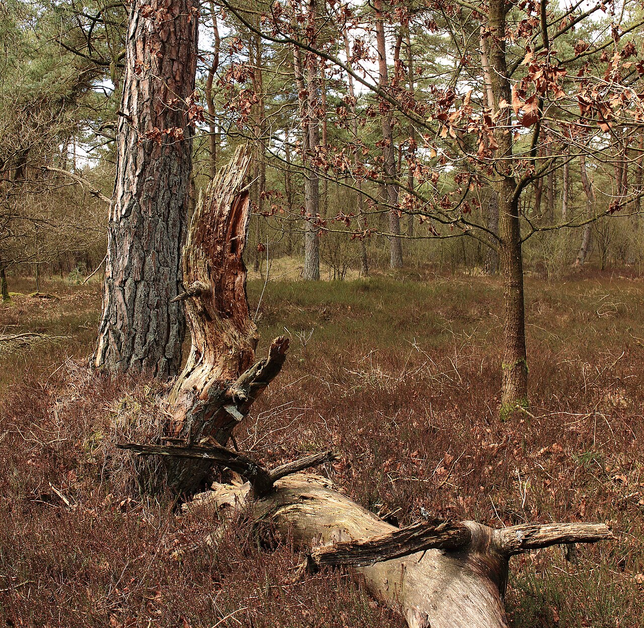 Verlaten bos met dode boom en heide in het Drents-Friese Wold
